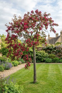 Malus 'Royal Beauty' Halfstam