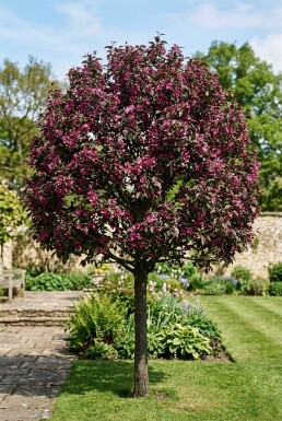 Malus 'Royalty' Halfstam