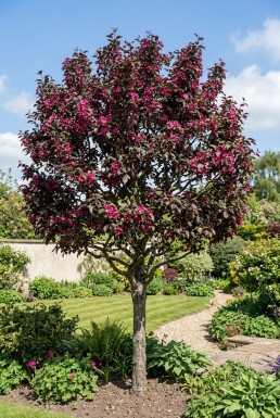 Malus 'Royalty' Halfstam