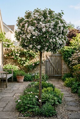 Malus toringo 'Tina' op stam