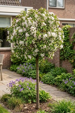 Malus toringo 'Tina' op stam