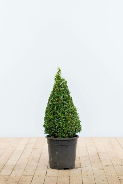 Buksbomen / Buxus Pyramide 50-60 cm