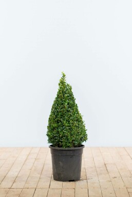 Palmboompje Buxus Sempervirens Kegel 50-60 Kluit Buksbomen / Buxus Pyramide 50-60 cm