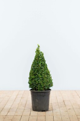 Palmboompje Buxus Sempervirens Kegel 50-60 Kluit