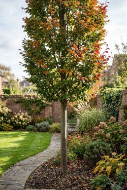 Parrotia persica 'Persian Spire' Halfstam