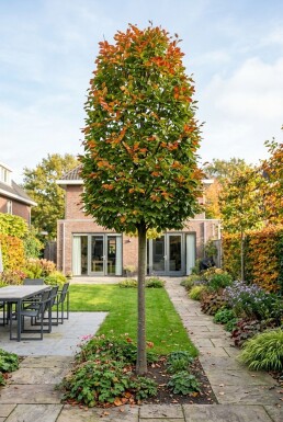 Parrotia persica 'Persian Spire' Halfstam