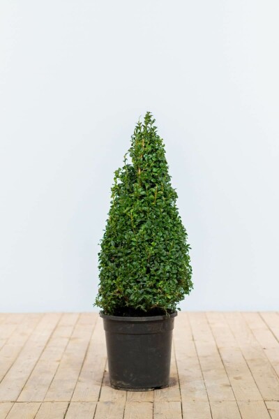 Buksbomen / Buxus Pyramide 60-70 cm