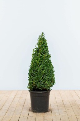 Palmboompje Buxus Sempervirens Kegel 60-70 Kluit Buksbomen / Buxus Pyramide 60-70 cm