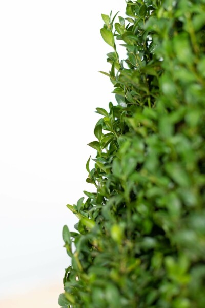 Buksbomen / Buxus Pyramide 60-70 cm