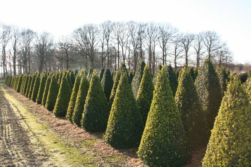 Buksbomen / Buxus Pyramide 60-70 cm