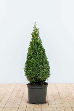 Palmboompje Buxus Sempervirens Kegel 70-80 Kluit Buksbomen / Buxus Pyramide 70-80 cm