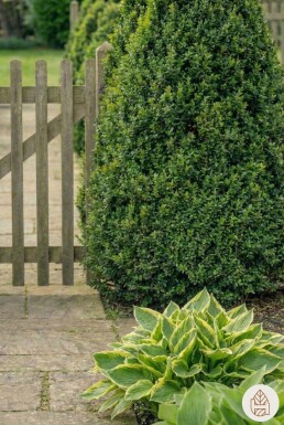 Buksbomen / Buxus Pyramide 70-80 cm