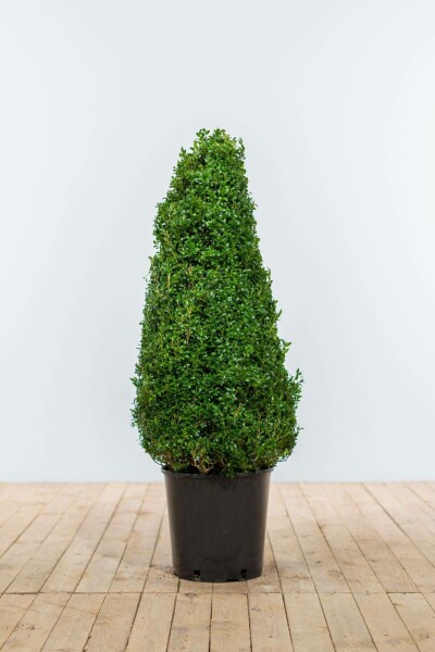 Buksbomen / Buxus Pyramide 80-90 cm