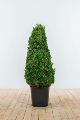 Palmboompje Buxus Sempervirens Kegel 80-90 Kluit Buksbomen / Buxus Pyramide 80-90 cm