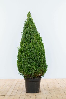Palmboompje Buxus Sempervirens Kegel 90-100 Kluit Buksbomen / Buxus Pyramide 90-100 cm
