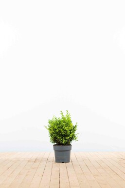 Palmboompje Buxus Sempervirens Haag 20-30 Pot Buksbomen / Buxus Sempervirens Haag 20-30 cm