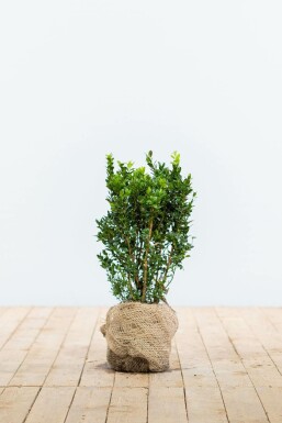 Buksbomen / Buxus Sempervirens Haag 30-40 cm