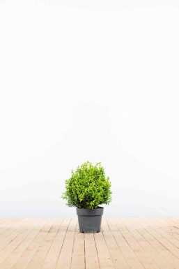 Palmboompje Buxus Sempervirens Haag 30-40 Pot Buksbomen / Buxus Sempervirens Haag 30-40 cm