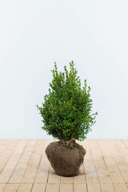 Buksbomen / Buxus Sempervirens Haag 40-50 cm