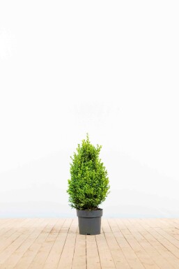 Palmboompje Buxus Sempervirens Haag 40-50 Kluit Buksbomen / Buxus Sempervirens Haag 40-50 cm