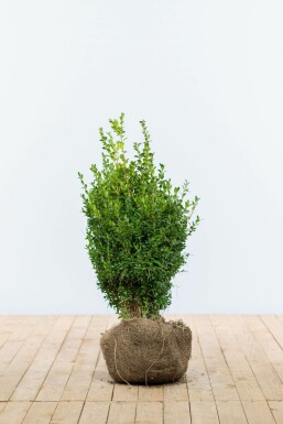 Buksbomen / Buxus Sempervirens Haag 50-60 cm