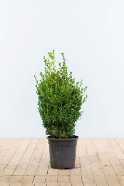 Palmboompje Buxus Sempervirens Haag 50-60 Kluit Buksbomen / Buxus Sempervirens Haag 50-60 cm