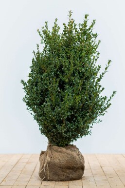 Buksbomen / Buxus Sempervirens Haag 60-80 cm