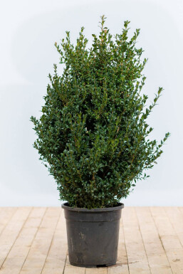 Palmboompje Buxus Sempervirens Haag 60-80 Kluit Buksbomen / Buxus Sempervirens Haag 60-80 cm