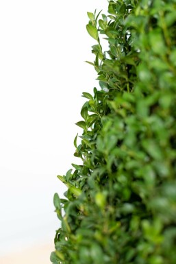 Buksbomen / Buxus Sempervirens Haag 60-80 cm
