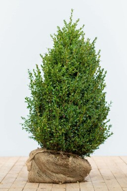 Buksbomen / Buxus Sempervirens Haag 80-100 cm