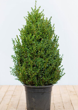 Palmboompje Buxus Sempervirens Haag 80-100 Kluit Buksbomen / Buxus Sempervirens Haag 80-100 cm