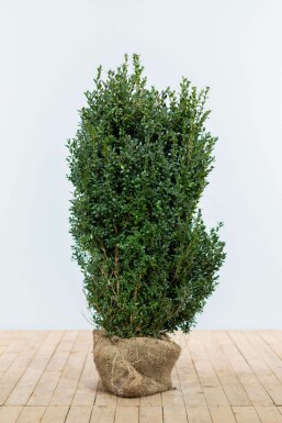 Buksbomen / Buxus Sempervirens Haag 100-125 cm