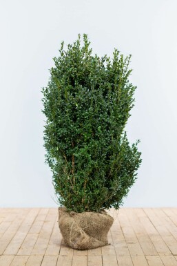 Buksbomen / Buxus Sempervirens Haag