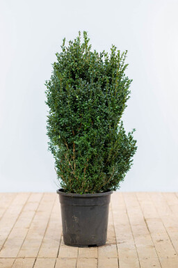 Palmboompje Buxus Sempervirens Haag 100-125 Kluit Buksbomen / Buxus Sempervirens Haag 100-125 cm