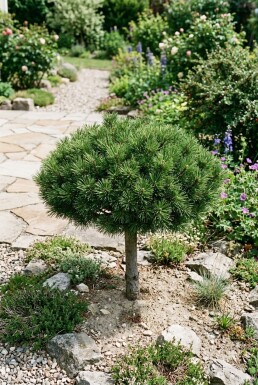 Pinus mugo 'Mops' Parasol