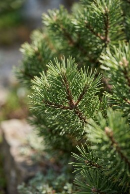 Pinus mugo 'Mops' Parasol