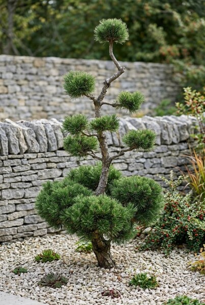 Pinus mugo subsp. mugo Bonsai