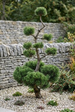 Pinus mugo subsp. mugo Bonsai