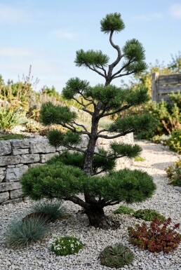 Pinus mugo subsp. mugo Bonsai