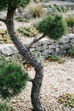 Pinus mugo subsp. mugo Bonsai