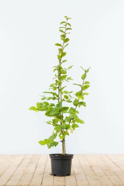 Beuk / Haagbeuk Carpinus Betulus Haag 80-100 Pot Beuk / Haagbeuk Carpinus Betulus 80-100 cm