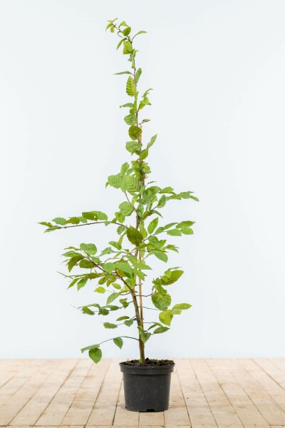 Beuk / Haagbeuk Carpinus Betulus 100-125 cm