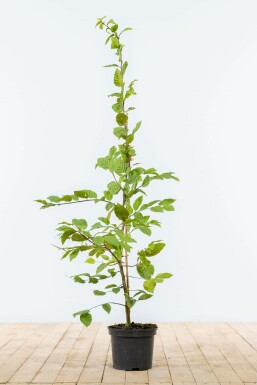 Beuk / Haagbeuk Carpinus Betulus Haag 100-125 Pot Beuk / Haagbeuk Carpinus Betulus 100-125 cm