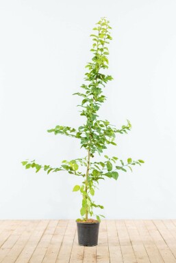 Beuk / Haagbeuk Carpinus Betulus Haag 125-150 Pot Beuk / Haagbeuk Carpinus Betulus 125-150 cm