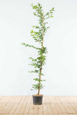 Beuk / Haagbeuk Carpinus Betulus Haag 150-175 Pot Beuk / Haagbeuk Carpinus Betulus 150-175 cm