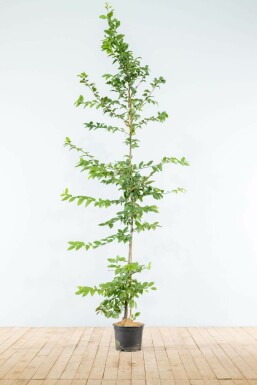 Beuk / Haagbeuk Carpinus Betulus 175-200 cm