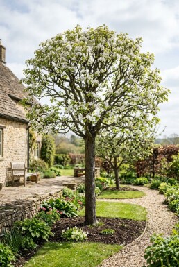 Pyrus bretschneideri 'Early Shu' Halfstam