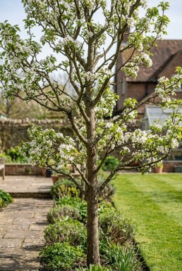 Pyrus bretschneideri 'Early Shu' Halfstam