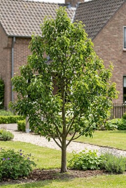 Pyrus communis Beveerd