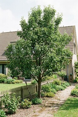 Pyrus communis Beveerd